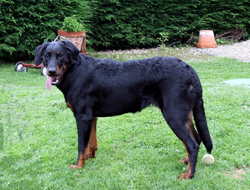 Breindha de La Haie d'Ipson