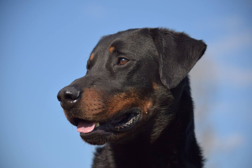 Marley Des Beaucemalous