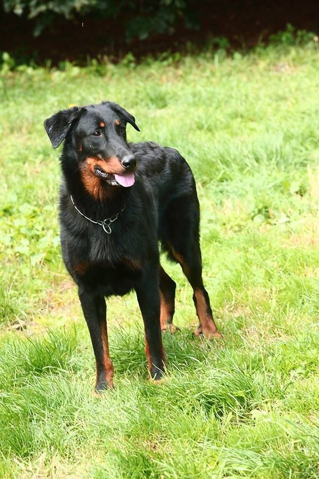 Odessa de La Haie d'Ipson